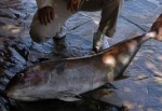 Akdeniz’de balık türleri kayboluyor