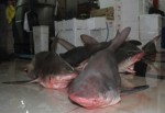 Akdeniz'de 7 adet köpek balığı yakalandı!