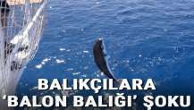 Antalya'da balıkçılara 'balon balığı' şoku