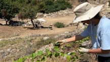 Aspendos'ta antik Dönem Bağcılığının İzleri