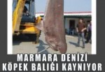 BALIKÇI AĞLARINA KÖPEKBALIĞI TAKILDI