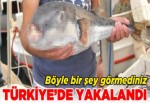 Balon balığı şaşkına çevirdi