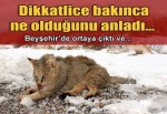Beyşehir'de "bataklık vaşağı"na otomobil çarptı
