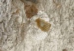 Bitlis’te mermer kazısında deniz ürünü fosilleri bulundu