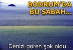 Bodrum'da denizin rengi kahverengi oldu