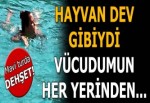 Bodrum'da mavi turda dehşet! Dev gibiydi...