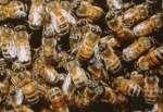 Bolu'da korkutan arı istilası
