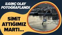 Çanakkale’de ilginç olay! Koca fareyi 10 hamlede mideye indirdi.