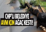 CHP Eskişehir ve Tekirdağ'da ağaç kıyımı yaptı!