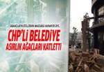 CHP'li belediye Sabancı Holding için asırlık ağaçları katletti
