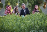 Cumhurbaşkanı Abdullah Gül, Rize’de çay hasadı yaptı