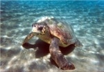 Denizde yüzenleri ısıran kaplumbağalar inceleniyor!