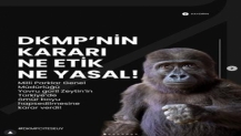 Goril Zeytin’in Türkiye’de Kalmasına Tepki Yağdı