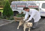 Hayvanları Koruma Günü'nde hayvanlara ücretsiz kuduz aşısı