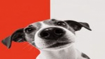 Hipaw, patili dost ailelerinin ihtiyaçlarını dijitalde bir araya getiriyor