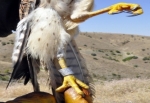 İsrail'den gelen kuşu 'casus' diye yakaladılar