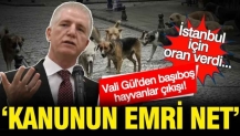 İstanbul Valisi Davut Gül'den başıboş hayvanlar çıkışı: Kanunun emri net