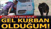 Kaçan kurbanlığa "Gel kurban olduğum" diye seslendi