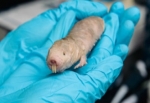 Kansere yakalanmayan köstebek faresi tedavi umudu oldu