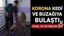 Kars'ta hayvanlarda virüs tespit edildi