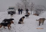 Kartepe Zabıtası sahipsiz sokak hayvanlarını unutmadı