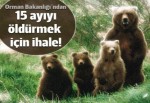 Kastamonu'da ayı öldürme ihalesi açıldı