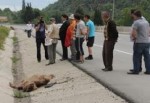 Kastamonu'da bir sürücü yola çıkan ayıya çarptı.