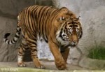 Köln Hayvanat Bahçesinde Bir Kaplan Bakıcısını Öldürdü