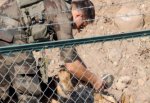 Köpekler PKK'lıların izini sürüyor