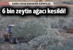 Mahalleli barakaya kapatıldı, 6 bin zeytin ağacı kesildi