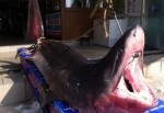 Marmara'da dev bir köpek balığı yakalandı