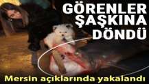 Mersin’de dev köpekbalığı yakalandı