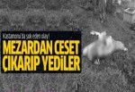 Mezardan çıkardığı cesedi yediler!