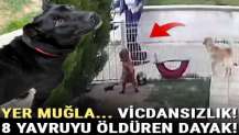 Muğla’da kahreden olay! 8 yavruyu öldüren dayak…