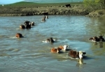 Muş Üçdere köyünde hayvanlar otlamaya yüzerek gidiyor