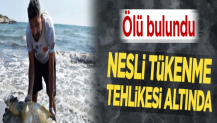 Nesli tükenme tehlikesi altında... Ölü bulundu