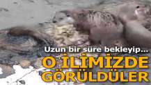 O ilimizde görüldüler! Uzun bir süre bekleyip...