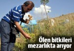 Ölen bitkileri mezarlıkta arıyor