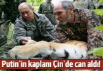 Putin'in kaplanı keçilere saldırdı