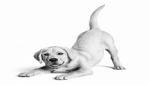 Royal Canin Türkiye’de 10. yılını kutluyor: 6,4 milyon kedi ve köpeğe ulaştı