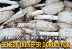 Senede iki sefer görülen bu mantar altından daha değerli