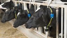 SenseHub Dairy ileHayvancılıkta Verimlilik Artıyor, Gıda Güvenliği ve Arzı Destekleniyor