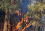 Sinop'ta Orman Yangını