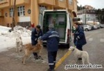 Sokak Köpeği Köşe Kapmaca Oynattı