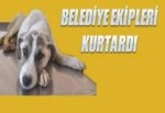 Sokak Köpeği Son Anda Kurtuldu