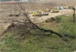 Son perdede ağaç katliamı