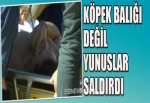 Sörfçülerin yeni korkusu yunuslar