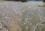 Tokat'ta baraj taştı balıklar telef oldu
