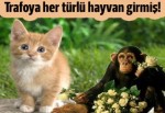 Trafoya her tür hayvan giriyormuş!