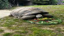 Türkiye’nin en yaşlı kaplumbağası Tuki 103 yaşına girdi